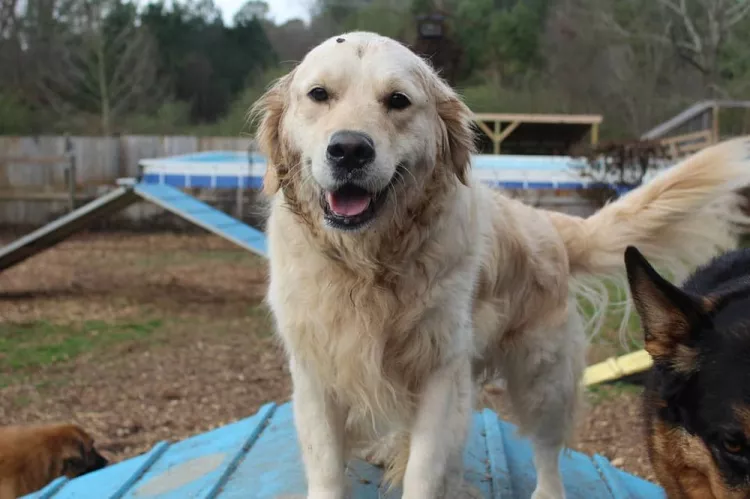 Atlanta Dog Trainer, Georgia, Alpharetta
